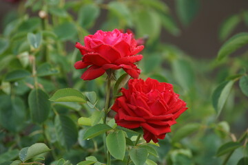 red rose on the street 