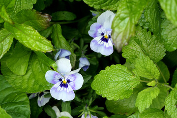 Pansy - violet flowers and green leaves