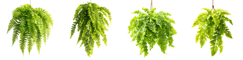 Obraz premium Lush green fern plants in natural setting