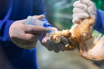 Disease prevention in chickens. Pullets vaccination in close farm, temperature and light control , Thailand.