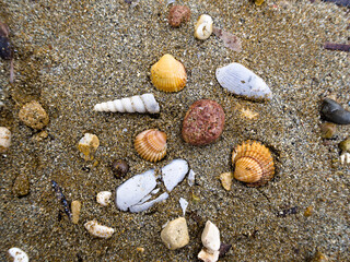 Close-up of seashells and stones on warm sandy beach.