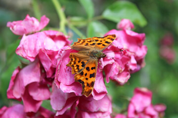 Robert le Diable, lépidoptère - Polygonia c-album