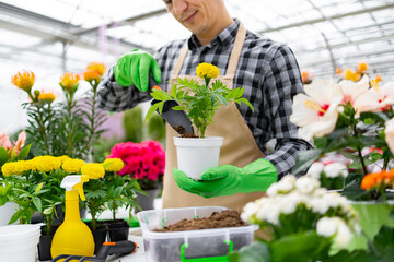A gardener tending to a marigold plant in a greenhouse, surrounded by other colorful flowers.
