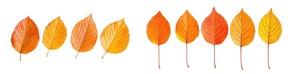 Fototapeta premium A collection of vibrant autumn leaves showcasing warm colors and unique shapes., transparent background