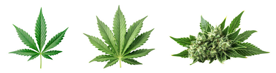 Various cannabis leaves and buds arranged for an organic and natural aesthetic., transparent background