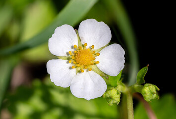 Top view of a wild strawberry flower (Fragaria vesca). A delicious ingredient for tea or desserts