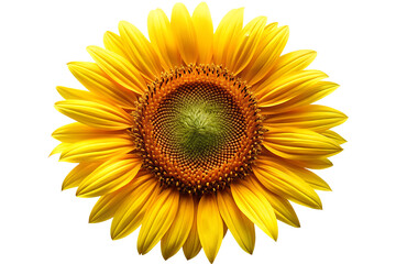 Fototapeta premium free sunflower a isolated on white background PNG , AI GENERATED