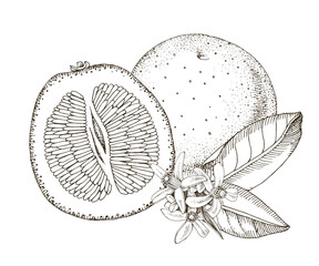 Grapefruits hand drawn vector illustration