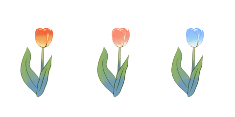 Trio of Gradient Tulips