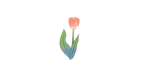 tulip on isolated white background 