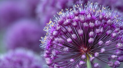 Obraz premium Stunning Close-up of a Beautiful Purple Giant Allium Flower Blooming Vibrantly in Summer Garden
