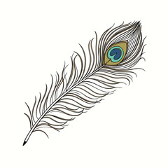 Elegant Outline Peacock Feather Illustration with Subtle Color Accents - Decorative Bird Plume Vector