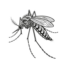 Detailed Black and White Mosquito Illustration - Insect Vector for Pest Control and Biology Themes