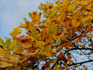 background with autumn colored leaves