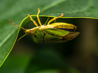 Green shield bug sitting on green leaf