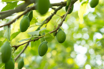 Unripe green plums on a tree, ripening plums, growing fruits.