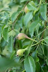 Green unripe pear on a tree, fresh fruits.