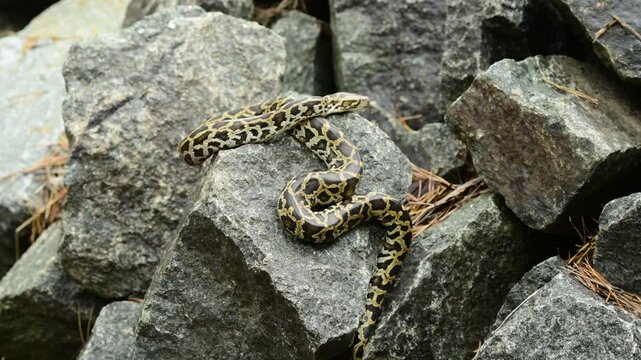 royal python close up with skin texture. snake python on rocks and on ground surface