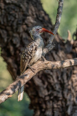 Red-billed hornbill perched on a branch with blurred background, Greater Kruger. 