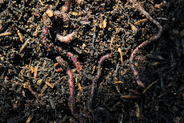 Earthworms crawling on wet soil. Top view