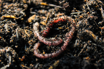 Earthworms crawling on wet soil. Close-up
