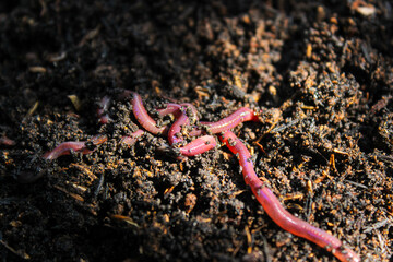 Earthworms ( Eisenia foetida ) crawling on wet soil