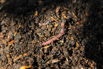 Earthworm ( Eisenia foetida ) crawling on wet soil
