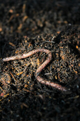 Earthworm crawling on wet soil