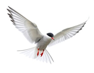 Fototapeta premium A seabird in flight