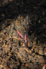 Earthworm ( Eisenia foetida ) crawling on wet soil