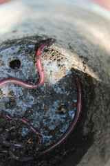 Earthworm crawling in the pot