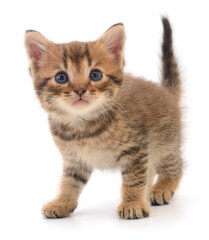 Kitten on white background.