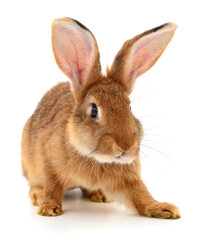 Brown rabbit on white.