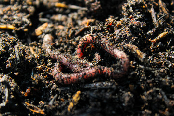 Earthworms crawling on wet soil. Close-up