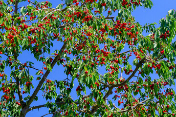 Cherry berries and green leaves