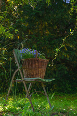 Basket with summer flowers in the shade of garden trees