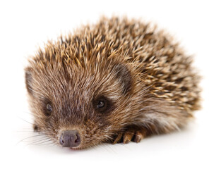 Hedgehog on white.