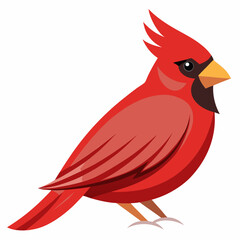 red cardinal bird