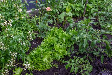 vegetable garden,plants in the country,path in the vegetable garden,plants for the country,garden