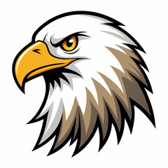 american bald eagle