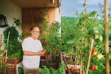 Middle age man harvesting tomatoes on his balcony