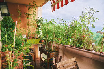 Summer balcony with many growing tomatoes