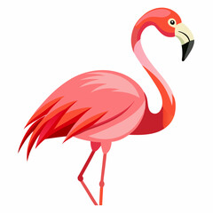 flamingo on white