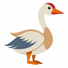 duck on white