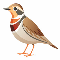 bird on a white background