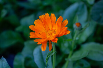 calendula, flowers, garden, orange flower, medicinal plant, vegetable garden, nature, plants, garden