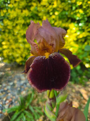 Blüte einer Schwertlilie  Iridoideae