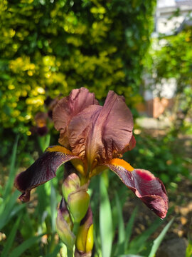 Bl&uuml;te einer Schwertlilie  Iridoideae