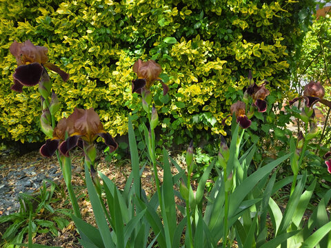 Bl&uuml;te einer Schwertlilie  Iridoideae