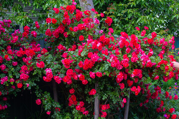 pink rose bush, bush rose, large rose bush, nature, garden, landscape